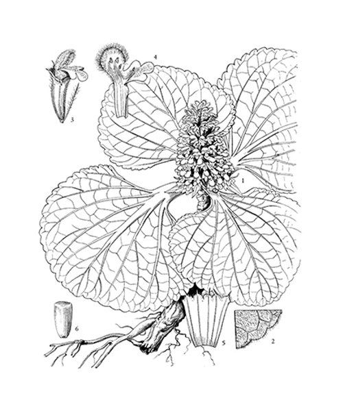 Natural compounds from  Lamiophlomis rotata